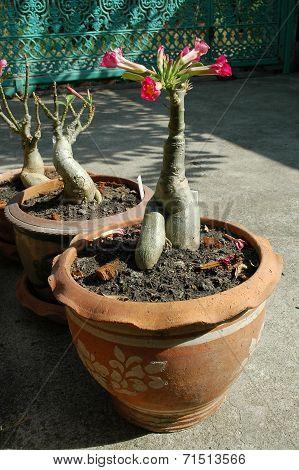 Adenium in Terra Cotta Pots