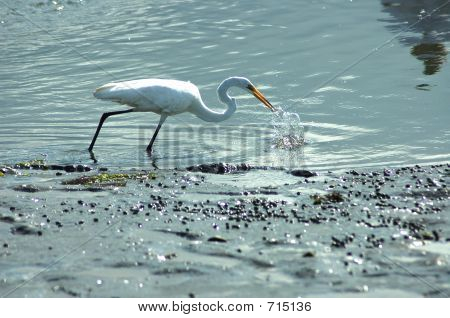 Uccello pesca