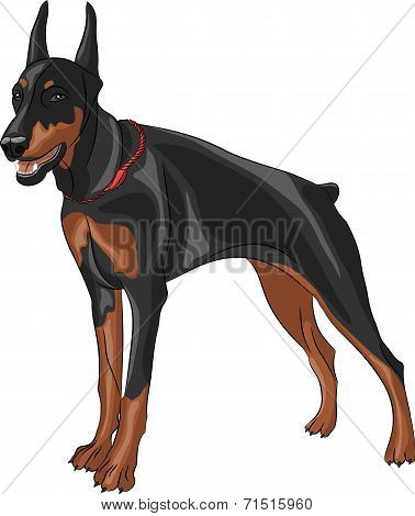 Vector Doberman Pinscher