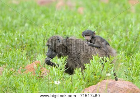 Baboon With Baby