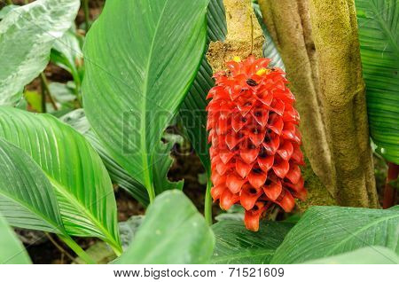 Close Up Red Shampoo Ginger