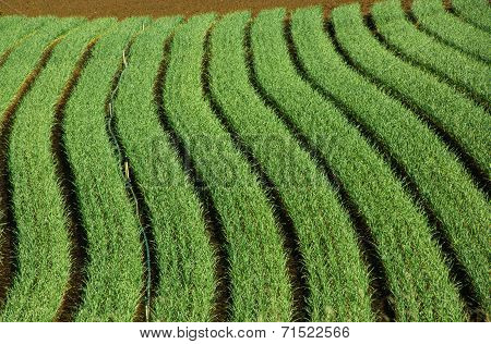 Onion Plantation