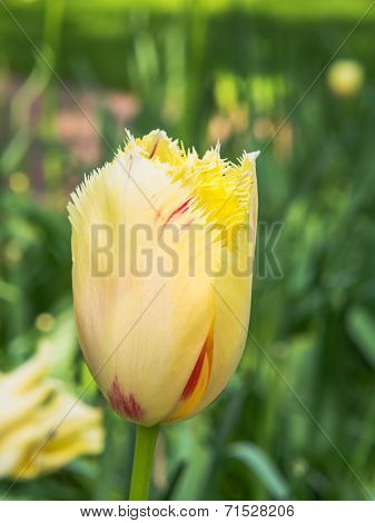 Yellow and red tulip