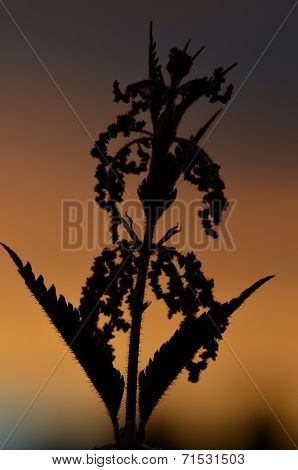 Nettle Silhouette Against Colourful Sky