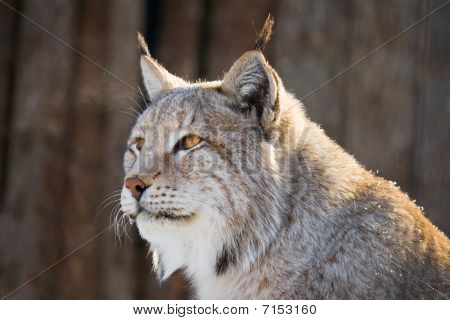 Lynx portrét