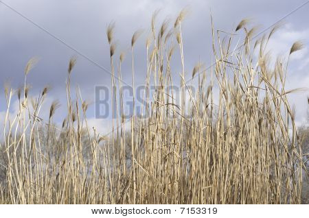 gemeinsame reed