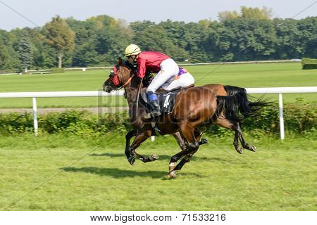 WROCLAW, POLAND - SEPTEMBER 6: Race for 3-year-old Arabian horse group II on 6 September 2014 in Wroclaw, Poland. In the photograph can be seen horses Warang no. 4. Race wins horse Elaria no. 9.
