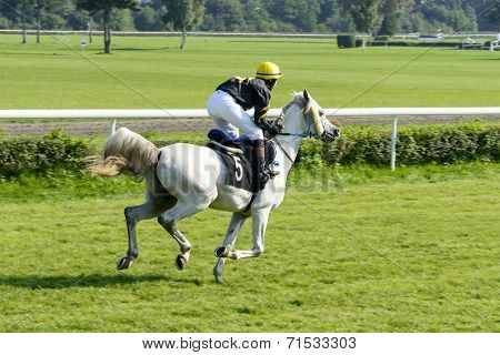 WROCLAW, POLAND - SEPTEMBER 6: Race for 3-year-old Arabian horse group II on 6 September 2014 in Wroclaw, Poland. In the photograph can be seen horses Cassini number 5 during the presentation.