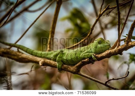 Green chameleon