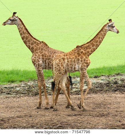 giraffes 