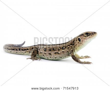 Small lizard isolated on white