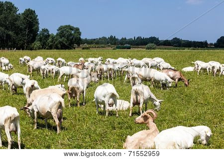 Goats