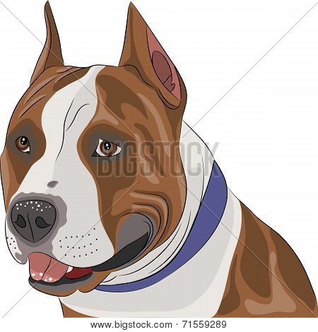 Vector American Staffordshire Terrier