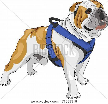 Vector  English Bulldog