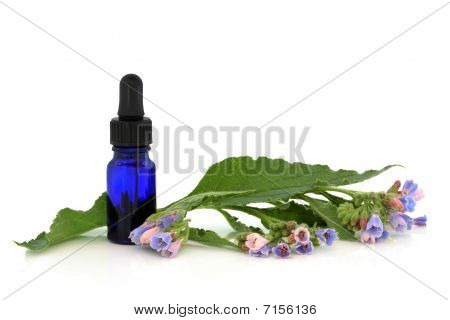 Comfrey Herb Flowers