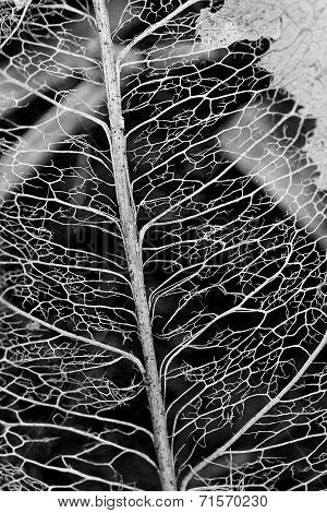 Beauty In Death