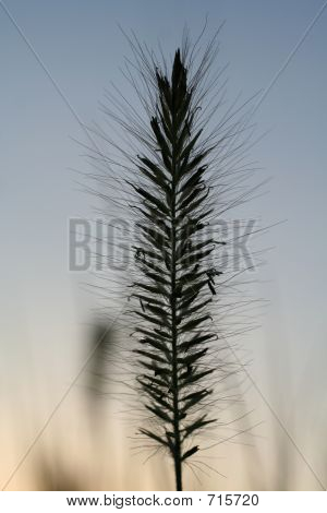Ciruela de hierba