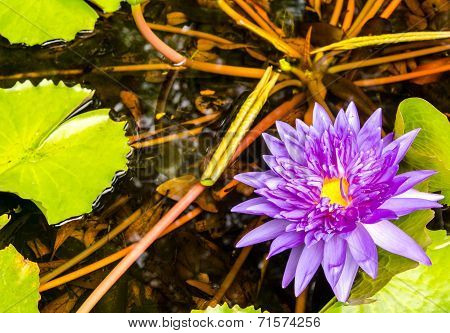 Blue and purple lotus in swamp