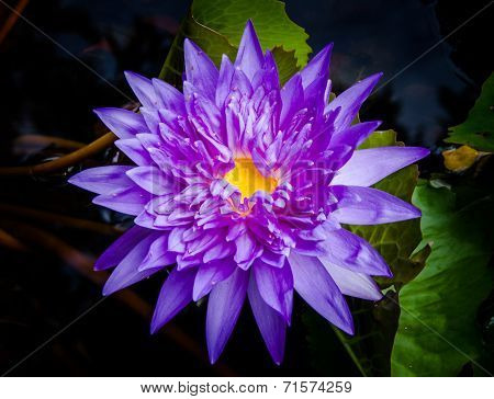 Blue and purple lotus in swamp
