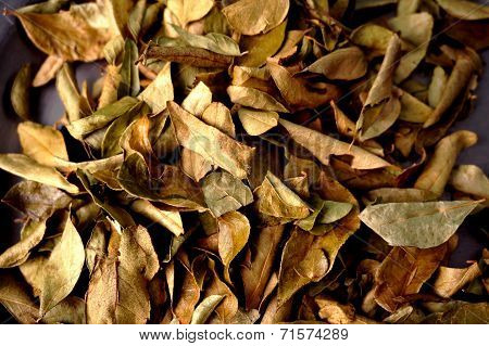 Curry Leaves