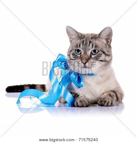 Striped Blue-eyed Cat With A Blue Tape.