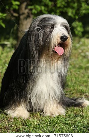 Bearded Kollie In The Garden