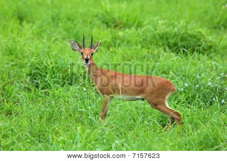 Steenbok Antelope