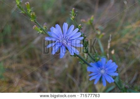 Chicory