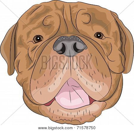 Vector Bordeaux Mastiff