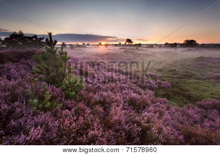 Sunrise Over Flowering Pink Heather