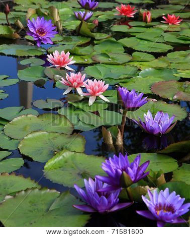 Purple and pink lotus blossoms or water lily flowers blooming on pond