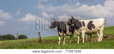 Panorama Of Dutch Black And White Cows