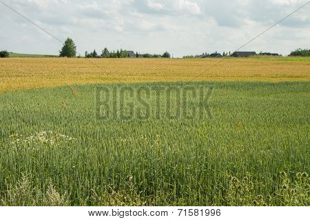Fertile Fields