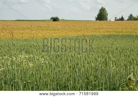 Harvest