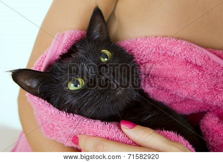 Cute Black Soggy Cat After A Bath