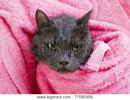 Cute Gray Soggy Cat After A Bath