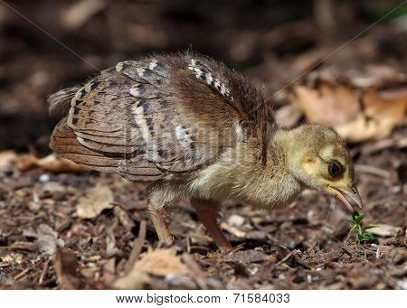 Peachick Looking For Food.