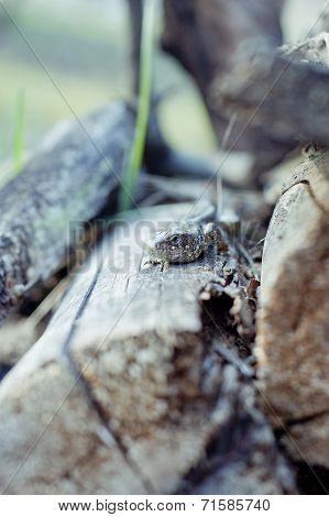 Lizard