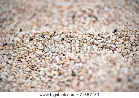 Unroasted raw coffee beans grains background with shallow depth of field