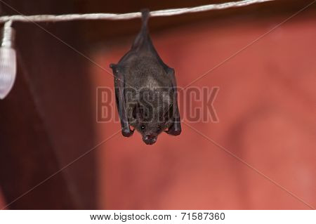 Costa Rican Bat