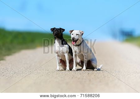 Purebred Dogs