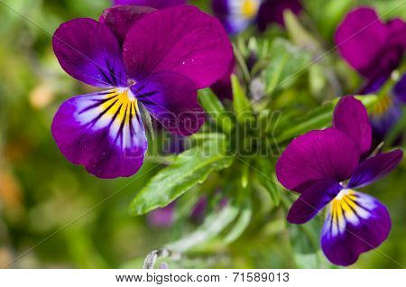 Two Purple Flowers