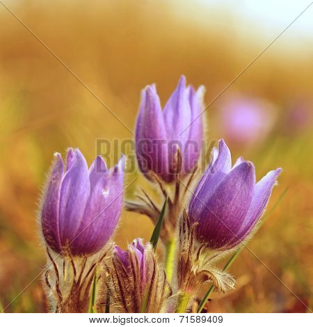 Pasque Flower blooming on spring meadow at the sunset - Pulsatilla grandis.