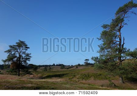 Heathland In Denmark