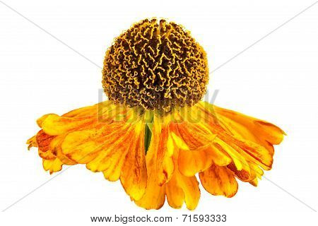 A Flower Is Helenium