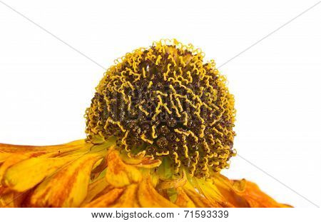 A Flower Is Helenium