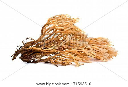 Mushroom Artomyces Pyxidatus