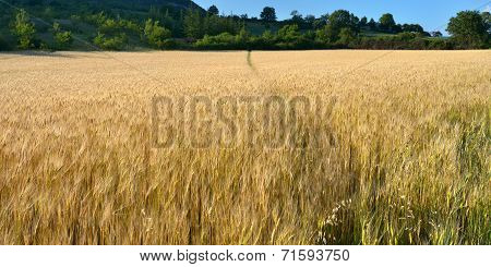 Provence Rural Landscape