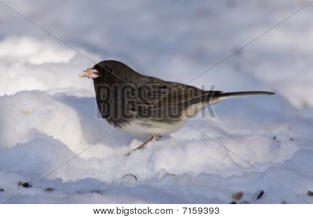 Nälkäinen Junco