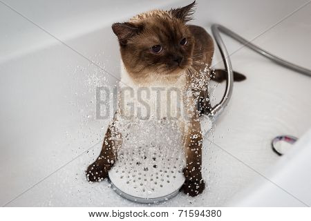 Tomcat becoming wet